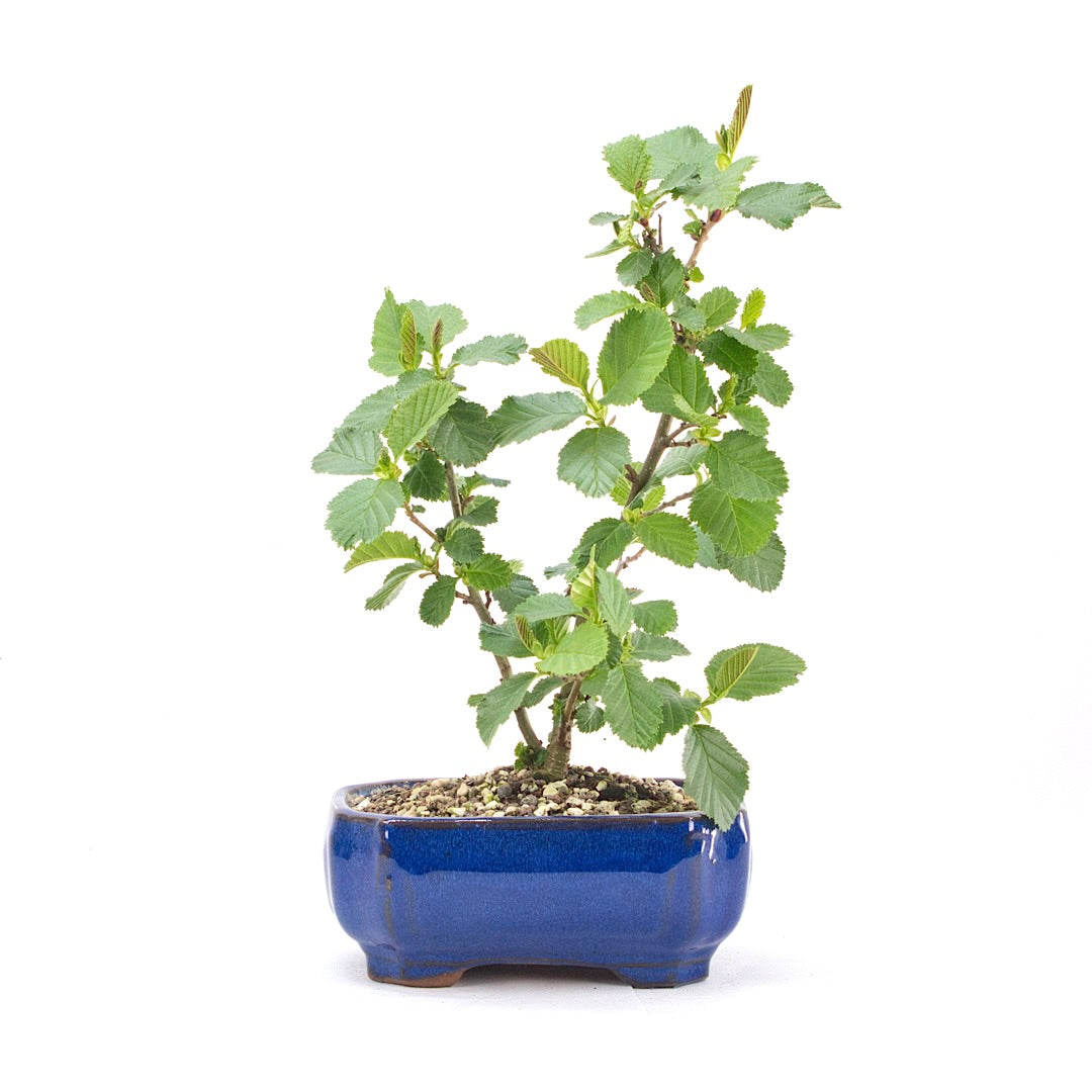 Schwarzerle 'Alnus glutinosa'